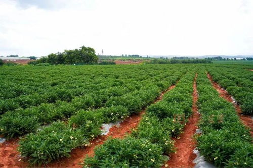 從會場到田間 石林西洋參產業的實地探訪與展望