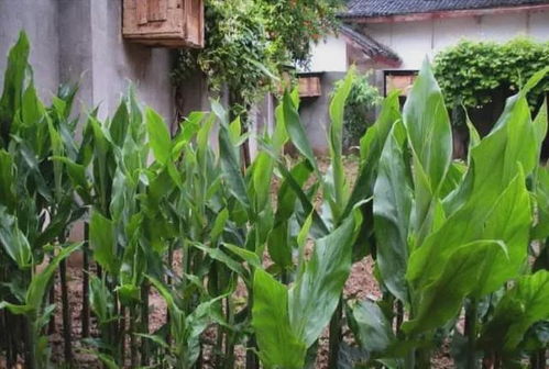 田間珍寶 地上酷似生姜、營養堪比人參的野生野菜