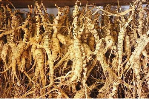 長白山黑參 五載沉淀，鮮食營養(yǎng)三倍于干品