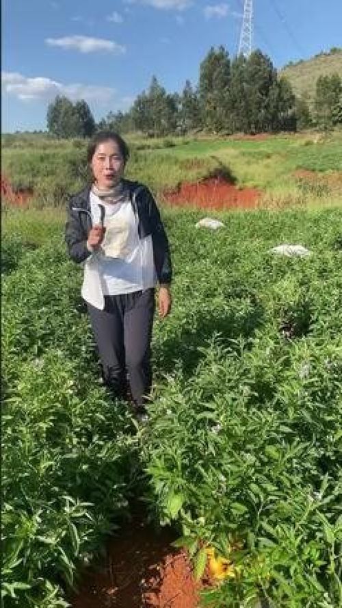 人參果的種植與培育 從果樹苗到豐收的完整指南