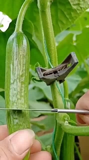 從人參果到黑參 看似高檔的養(yǎng)生食材，其實(shí)家庭養(yǎng)護(hù)很簡單